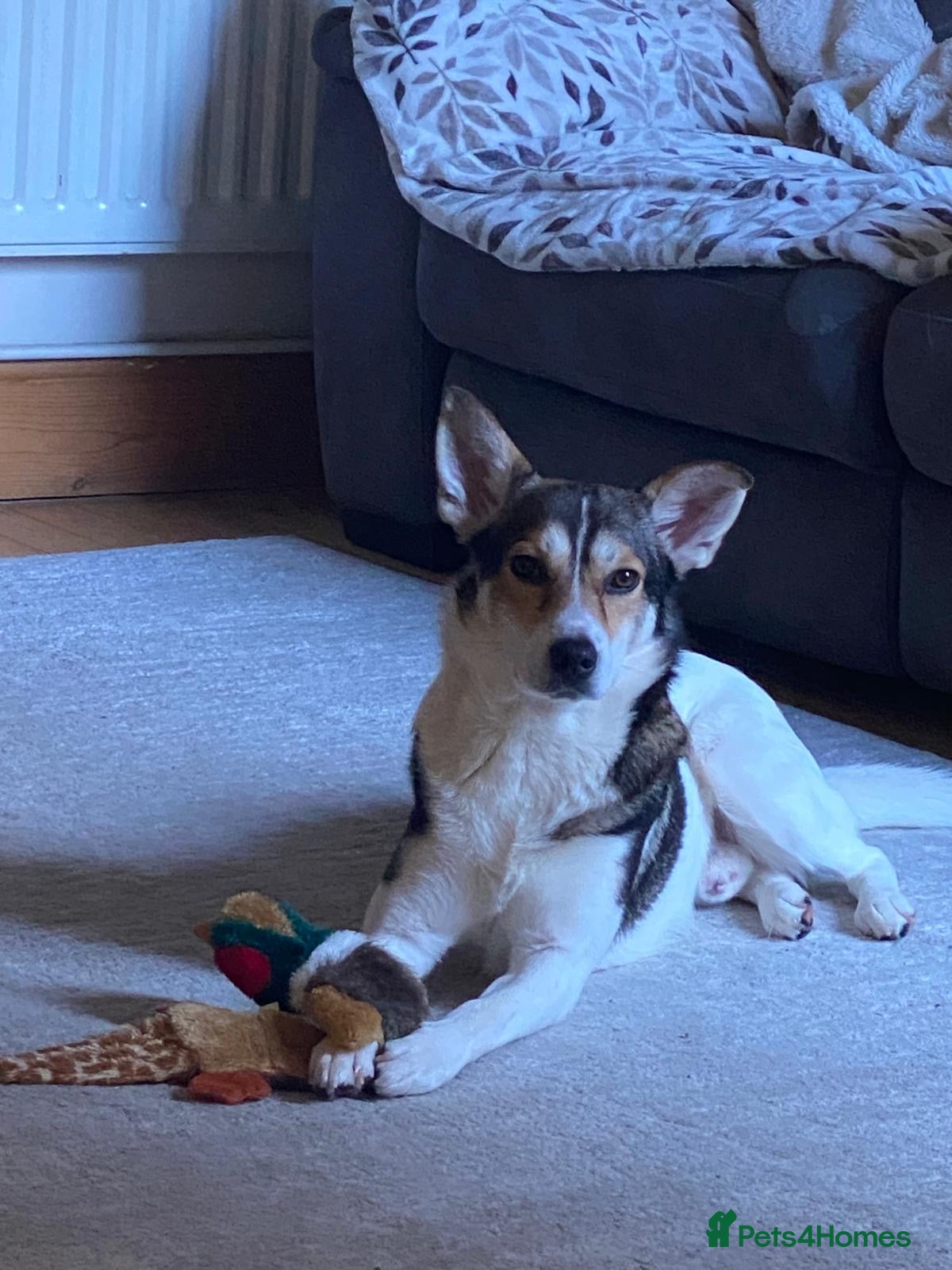 Mixed Breed dogs for sale: Oscar - Advert 3