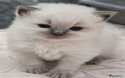 Ragdoll cats for sale: Talented super blueish eyes Rag dolls - Advert 3