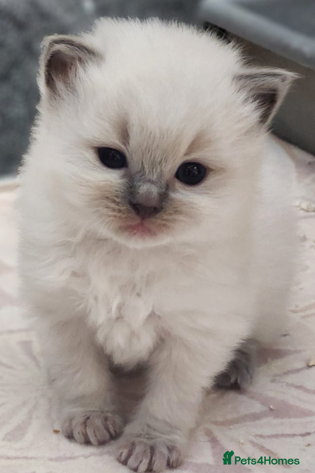 Ragdoll cats for sale: Talented super blueish eyes Rag dolls - Advert 3