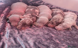 Miniature Dachshund dogs for sale: Charming Miniature dashond puppies  - Advert 7