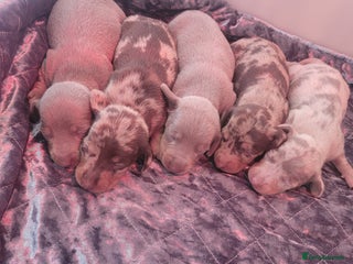 Miniature Dachshund dogs Charming Miniature dashond puppies - Advert 15