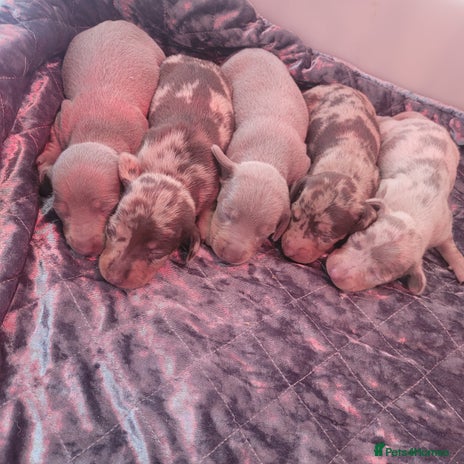 Miniature Dachshund dogs Charming Miniature dashond puppies - Advert 8