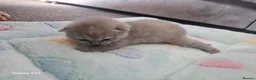 British Shorthair cats for sale:  British shorthair  - Advert 6