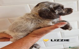Cocker Spaniel dogs for sale: Stunning Blue/Liver Roan Cocker Spaniels Puppies  - Image 13