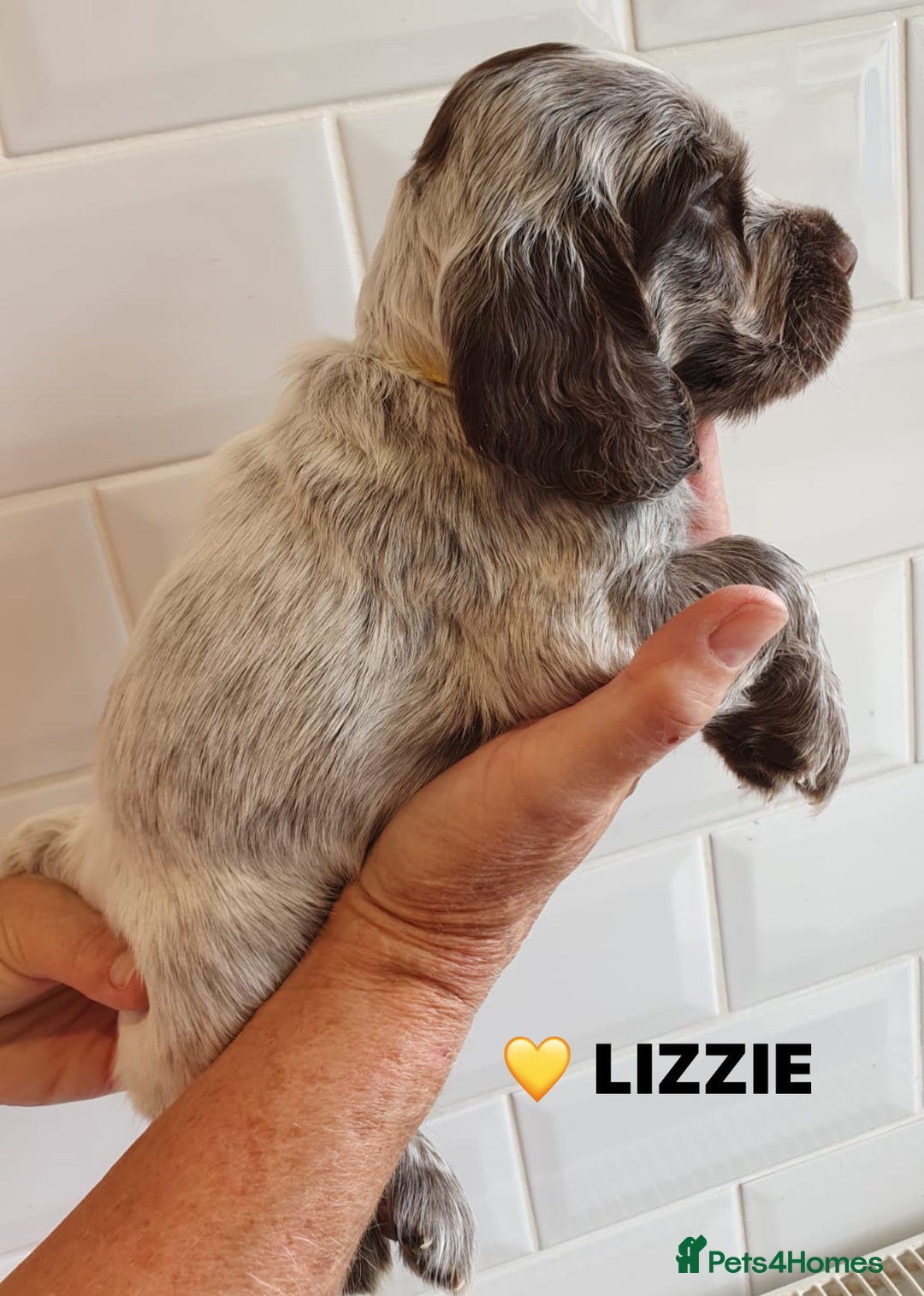 Cocker Spaniel dogs for sale: Stunning Blue/Liver Roan Cocker Spaniels Puppies  - Image 13