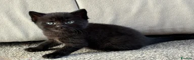 Black male 