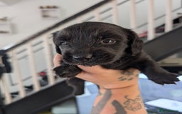 Dachshund dogs for sale: Dachshund x puppies male 2x long haired  - Image 40