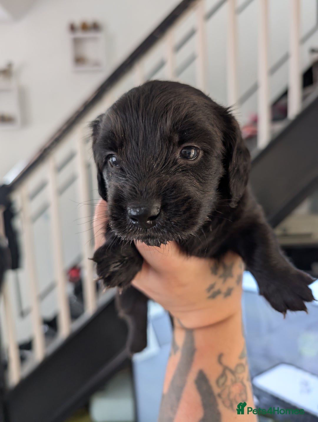 Dachshund dogs for sale: Dachshund x puppies male 2x long haired  - Image 40