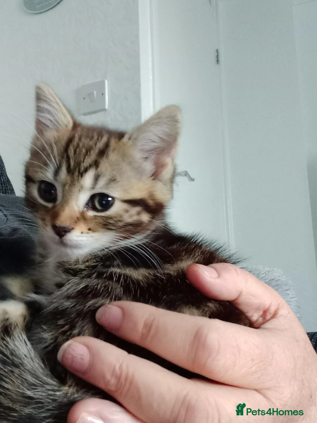 Mixed Breed cats for sale: Tabby female in Bishop Auckland - Advert 2