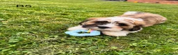 Cava Tzu dogs for sale: Gorgeous Cavatzus – Cavalier × Shih Tzu Puppies - Advert 24