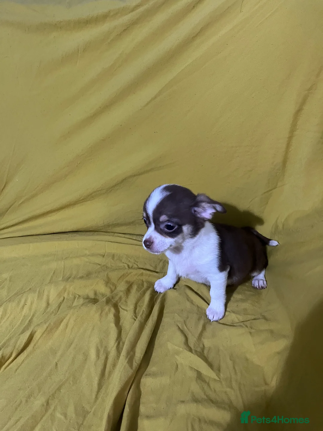 Chihuahua dogs for sale: Chihuahua puppies  - Advert 8