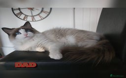 Ragdoll cats for sale: RAGDOLL SEAL POINT BLUE EYES READY NOW! - Image 19