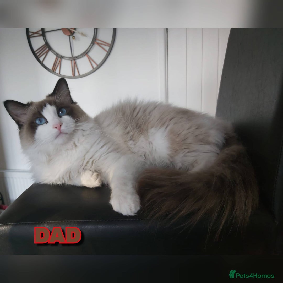 Ragdoll cats for sale: RAGDOLL SEAL POINT BLUE EYES READY NOW! - Image 19