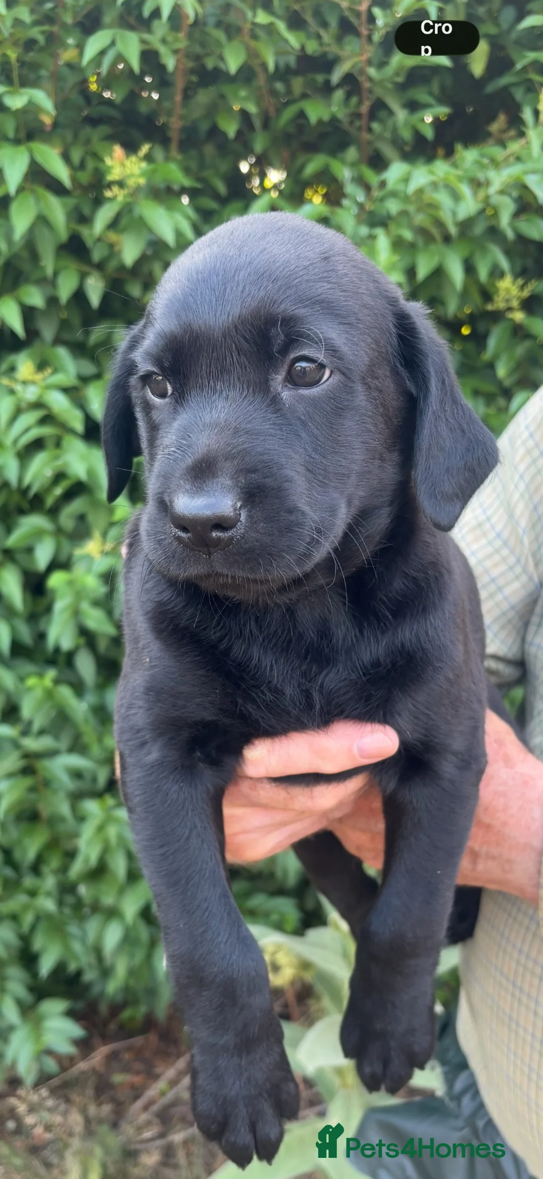 Labrador Retriever dogs for sale: Beautiful Black Labrador Puppies  - Advert 2