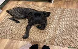 Mixed Breed dogs for sale: Family dog for Sale - Image 8