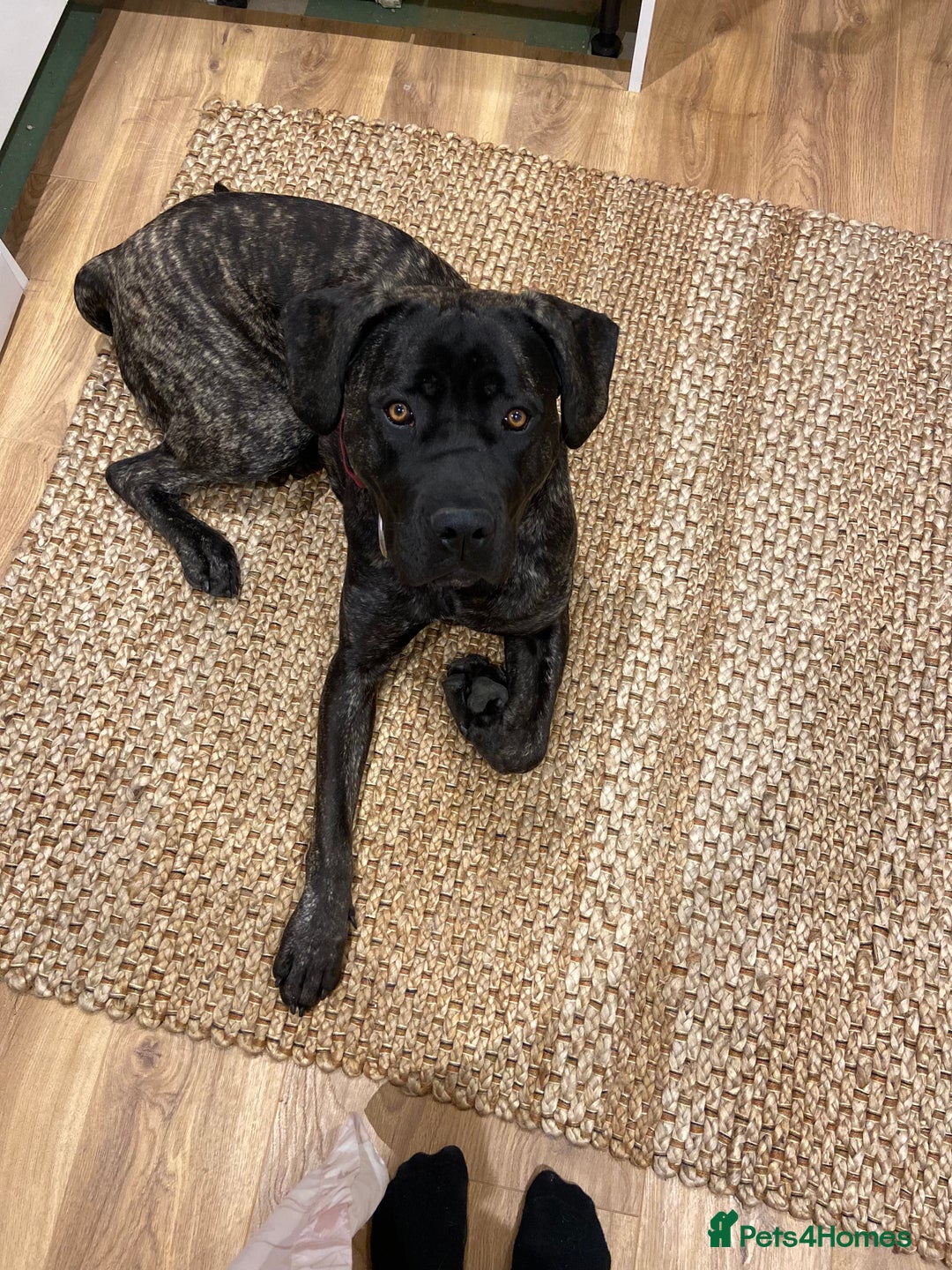 Mixed Breed dogs for sale: Family dog for Sale - Image 8