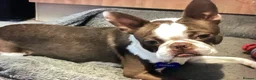 Boston Terrier dogs for stud: PROVEN RED KC REG BOSTON TERRIER  - Advert 8