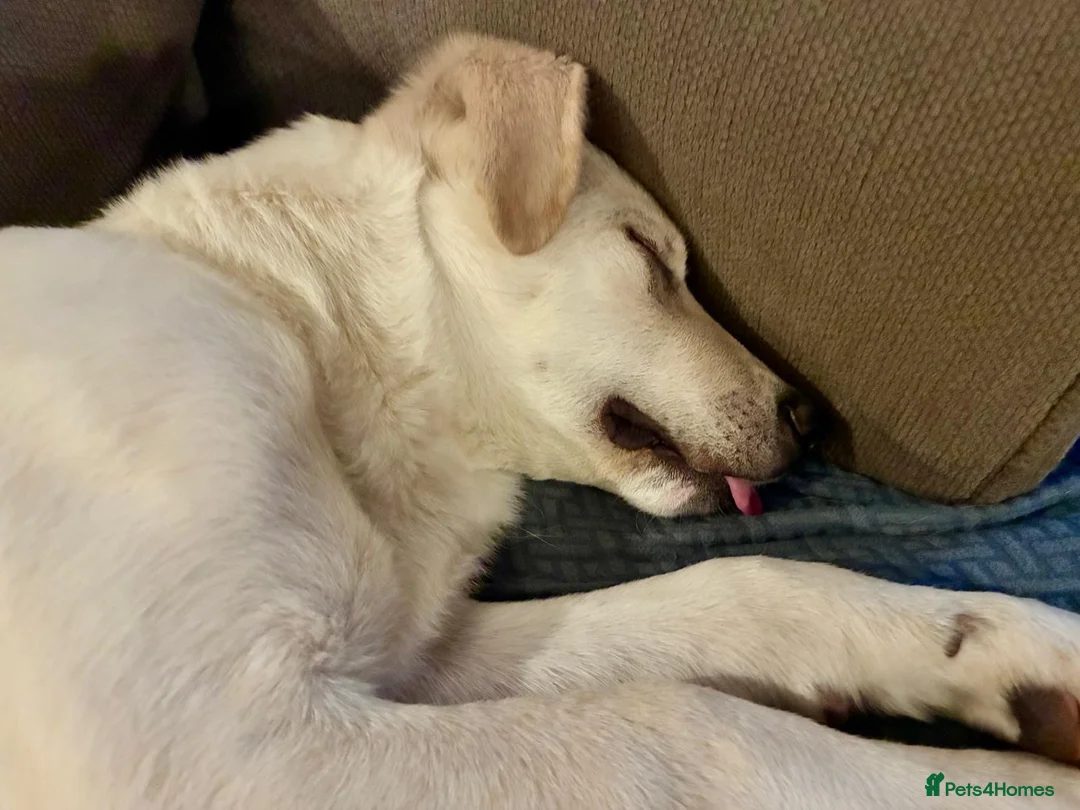 Mixed Breed dogs for adoption: Majestic Scoopy 5 mth Lab cross Shepperd  - Advert 5