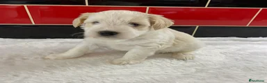 Miniature Schnauzer 2