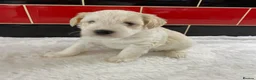 Miniature Schnauzer dogs for sale: 5* Licensed KC Small Miniature Schnauzer Litter  - Advert 26
