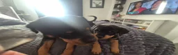 Rottweiler dogs for sale: 10 Week Old Rottweiler Girl - Advert 5