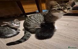 Mixed Breed cats for sale: Six beautiful and playful kittens ready Sunday! - Image 9