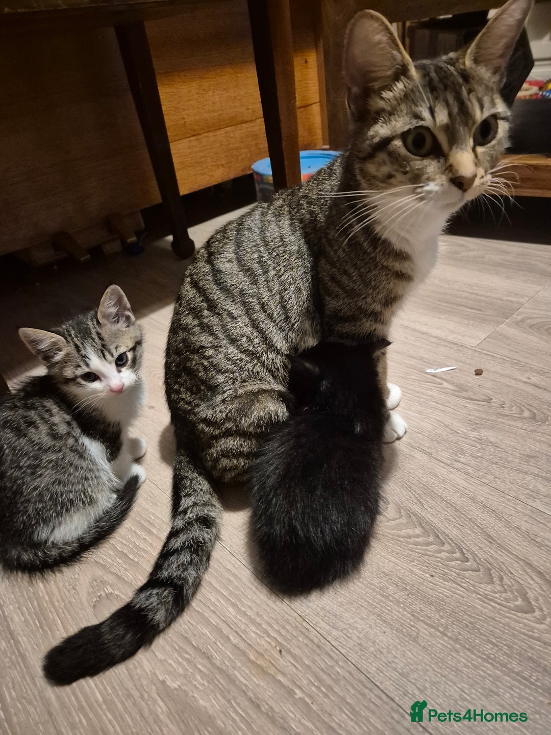 Mixed Breed cats for sale: Six beautiful and playful kittens ready Sunday! - Image 9