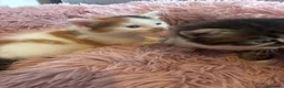 Mixed Breed cats for sale: Girl kittens - Advert 2