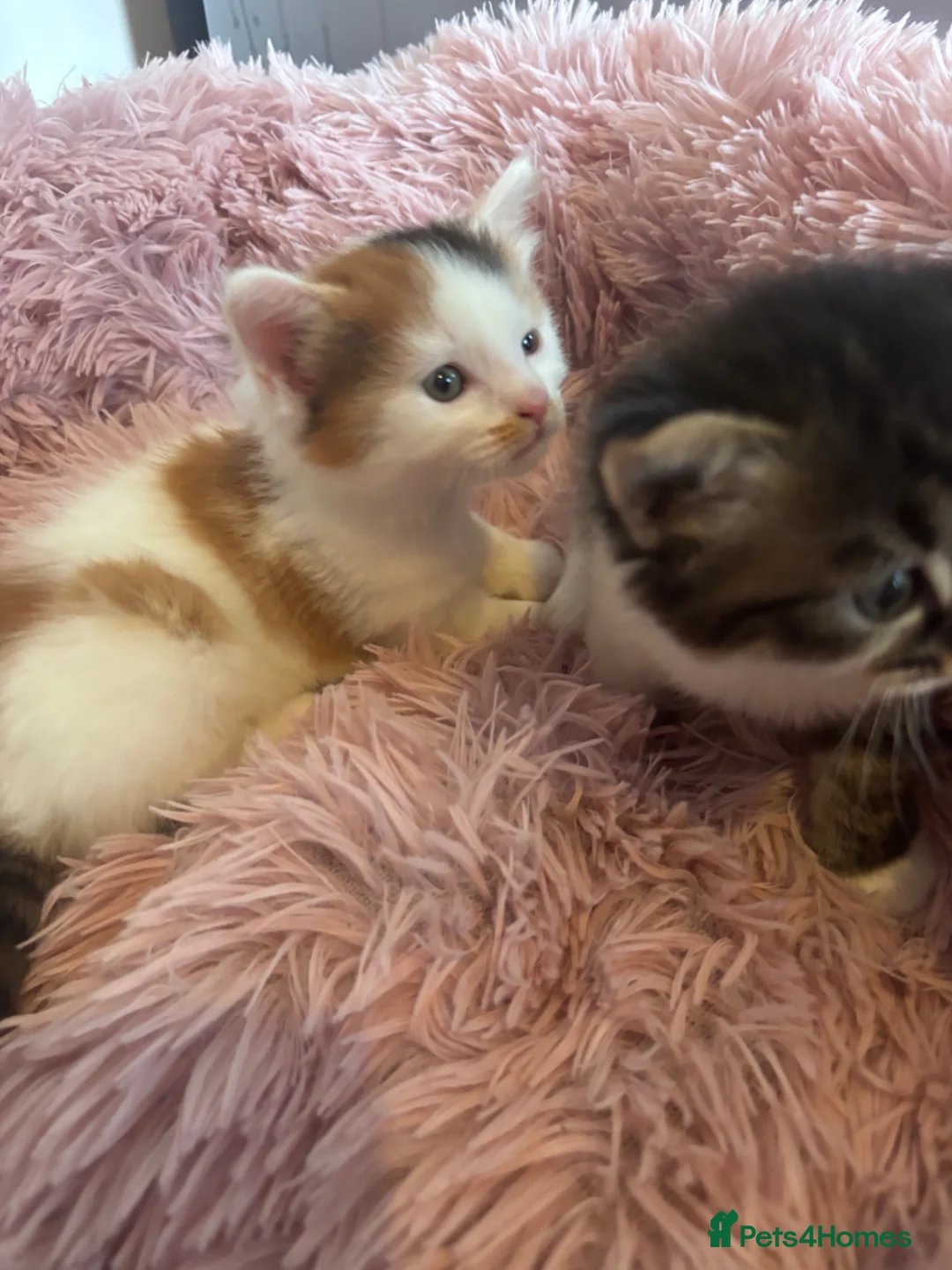 Mixed Breed cats for sale: Girl kittens - Advert 2