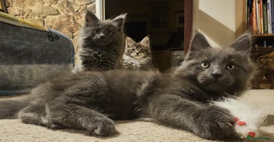 Maine Coon cats Pure Maine Coons – European Lines - Advert 6