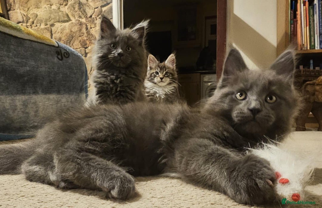 Maine Coon cats for sale: Pure Maine Coons – European Lines - Advert 2