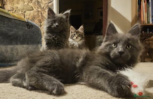 Maine Coon cats Pure Maine Coons – European Lines - Advert 6