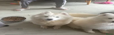 Samoyed 2