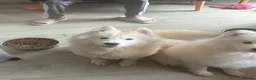 Samoyed dogs for sale: 2 beautiful fluffy Samoyeds  - Advert 3