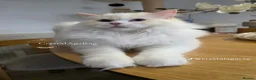 Ragdoll cats for sale: Outstanding TICA Registered Ragdoll Stud Male in Plymouth - Advert 2