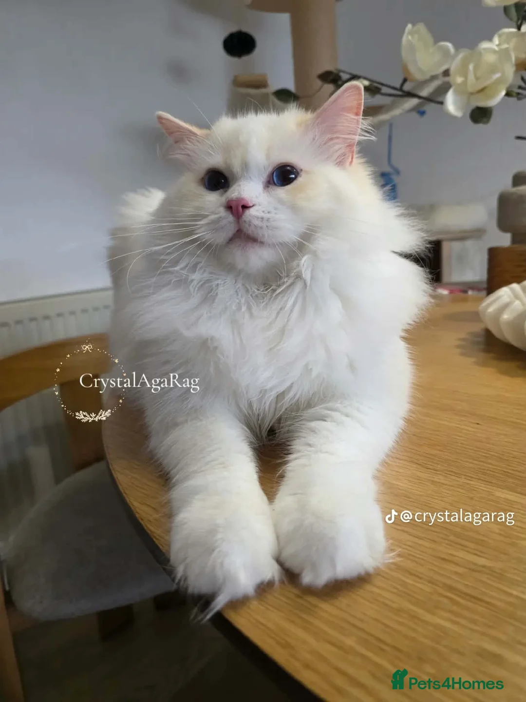 Ragdoll cats for sale: Outstanding TICA Registered Ragdoll Stud Male in Plymouth - Advert 2