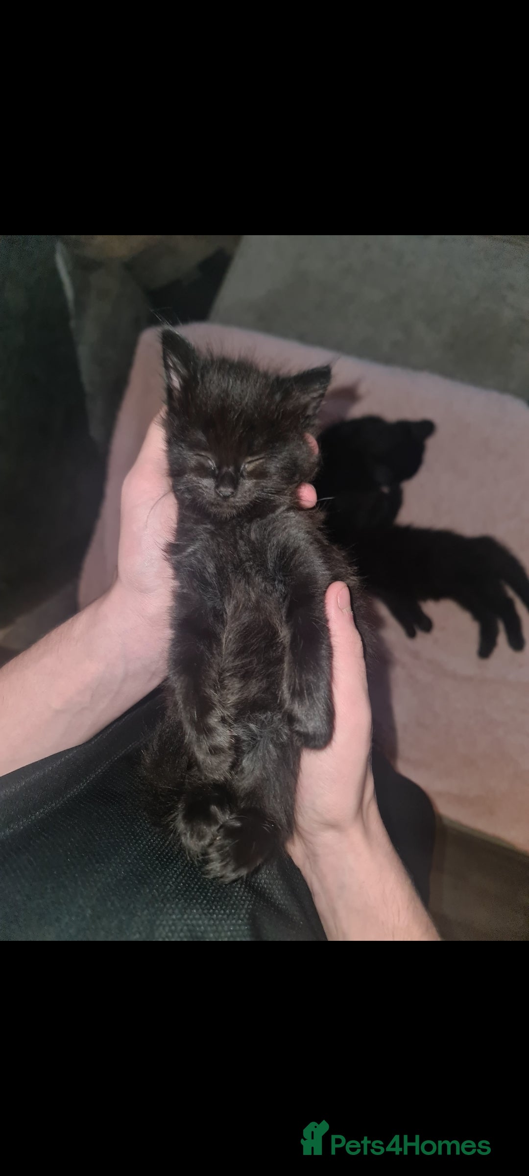 British Longhair cats for sale: Beautiful kittens  - Image 2