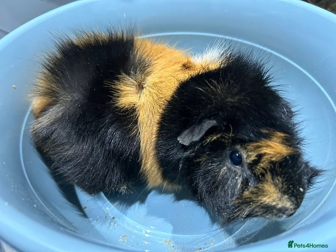 Guinea Pig rodents for sale: Guinea pigs free to good home  - Advert 2
