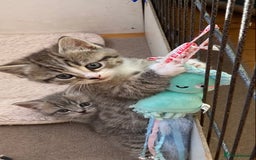 Exotic cats for sale: Exotic x kittens - Image 9