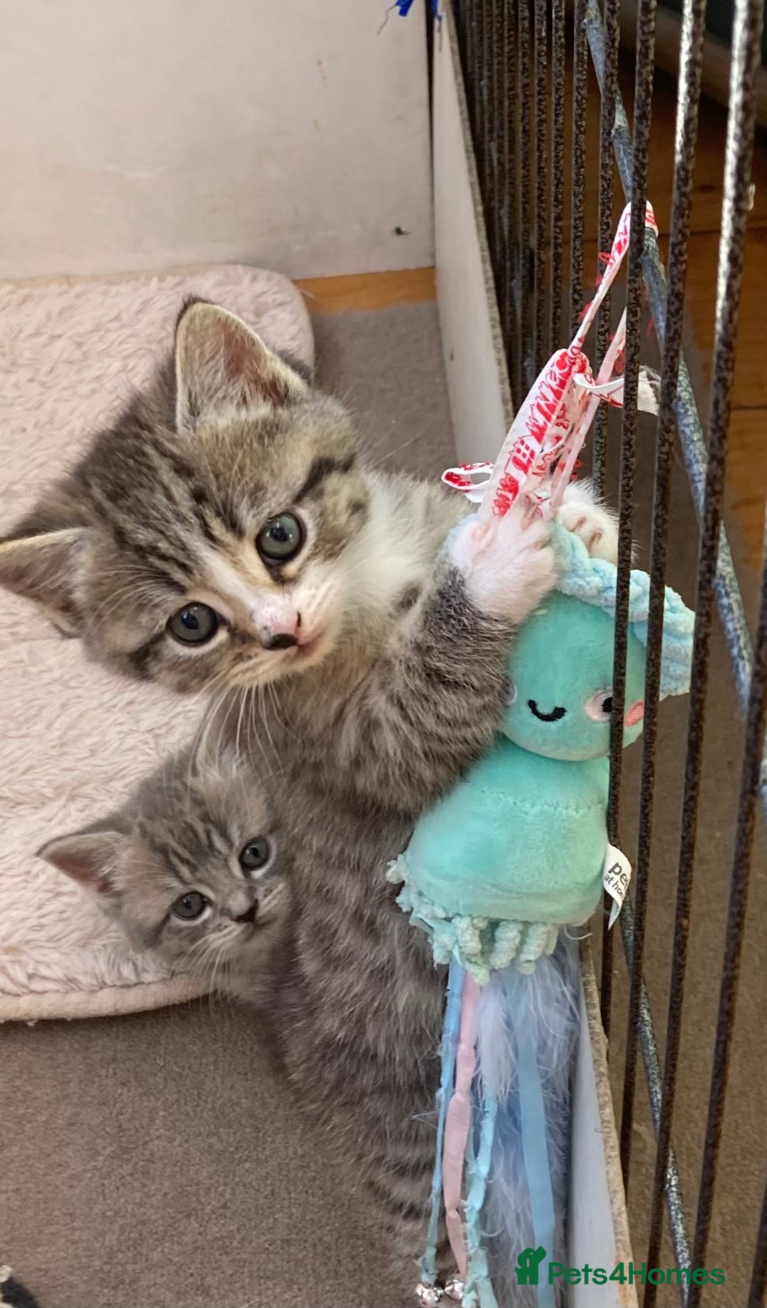 Exotic cats for sale: Exotic x kittens - Image 9