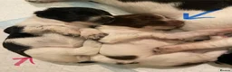 English Springer Spaniel dogs for sale: Springer spaniel puppies  - Advert 1