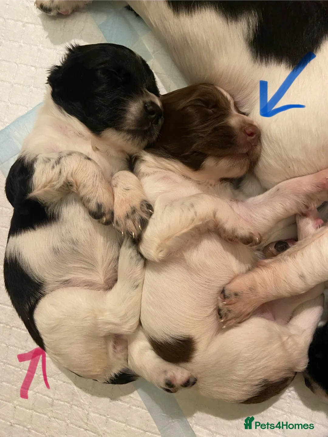 English Springer Spaniel dogs for sale: Springer spaniel puppies  - Advert 1
