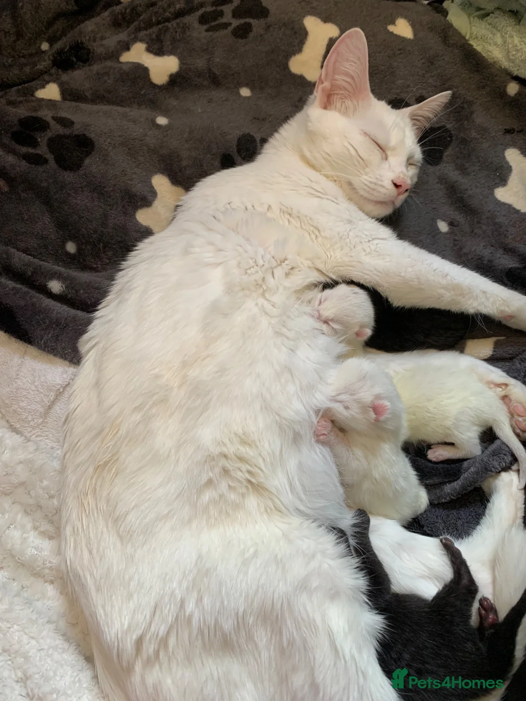 Mixed Breed cats for sale: Kieetens for sale  in Walsall - Advert 1