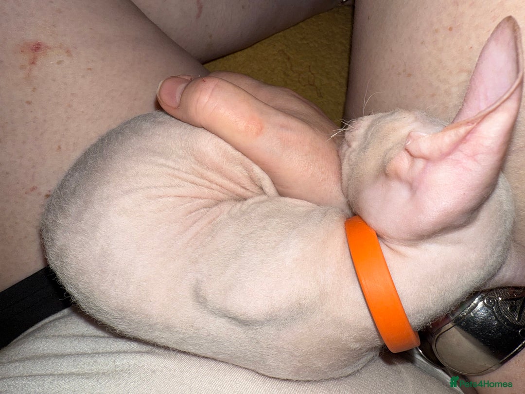 Sphynx cats for sale: Sphynx girls beautiful loving babies - Image 10
