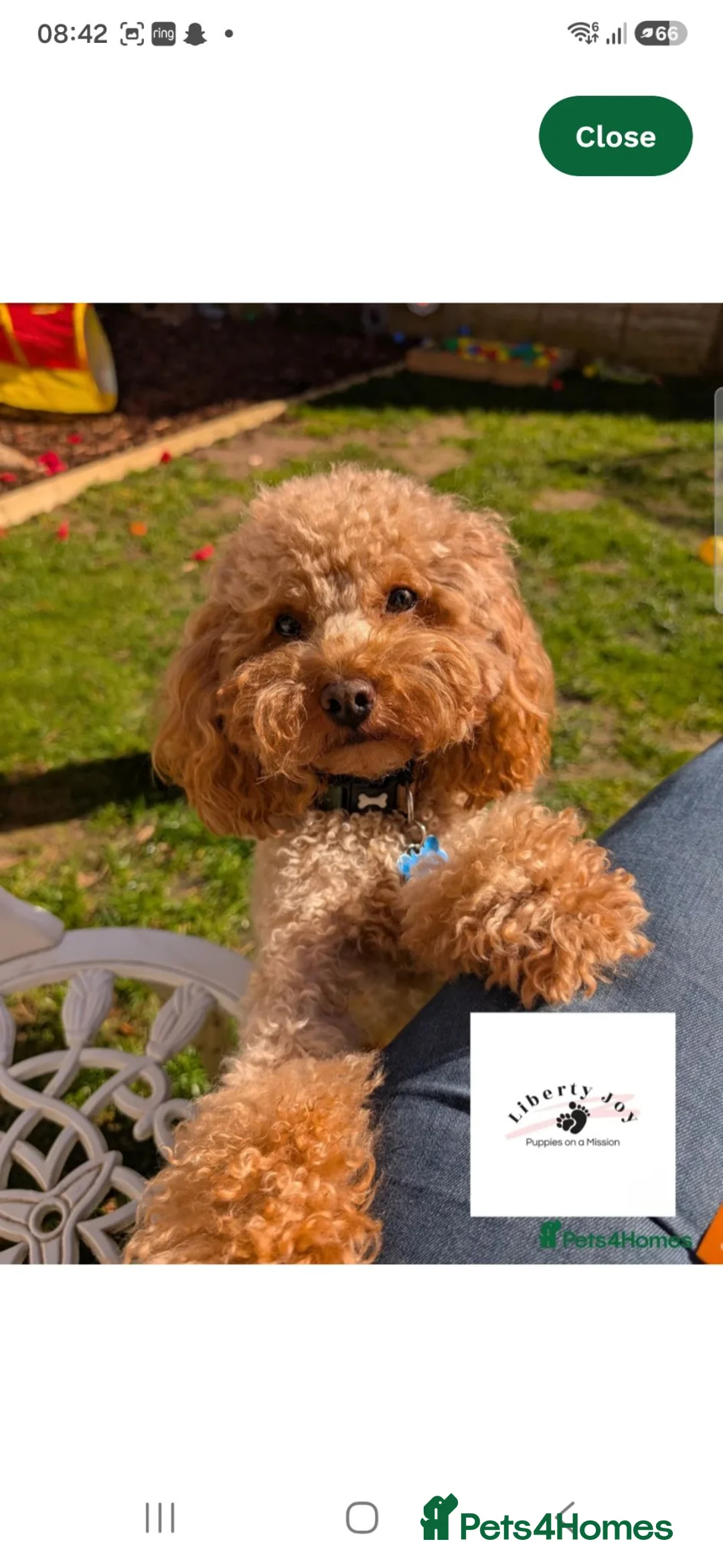 Toy Poodle dogs for sale: Deep red toy poodle pups due in 5 weeks  - Advert 13
