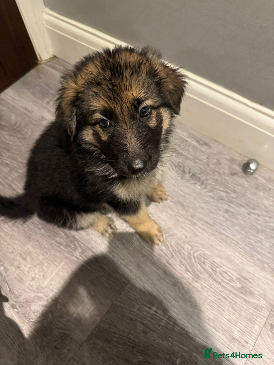 German Shepherd dogs for sale: german shepherd puppies full pedigree  - Advert 13