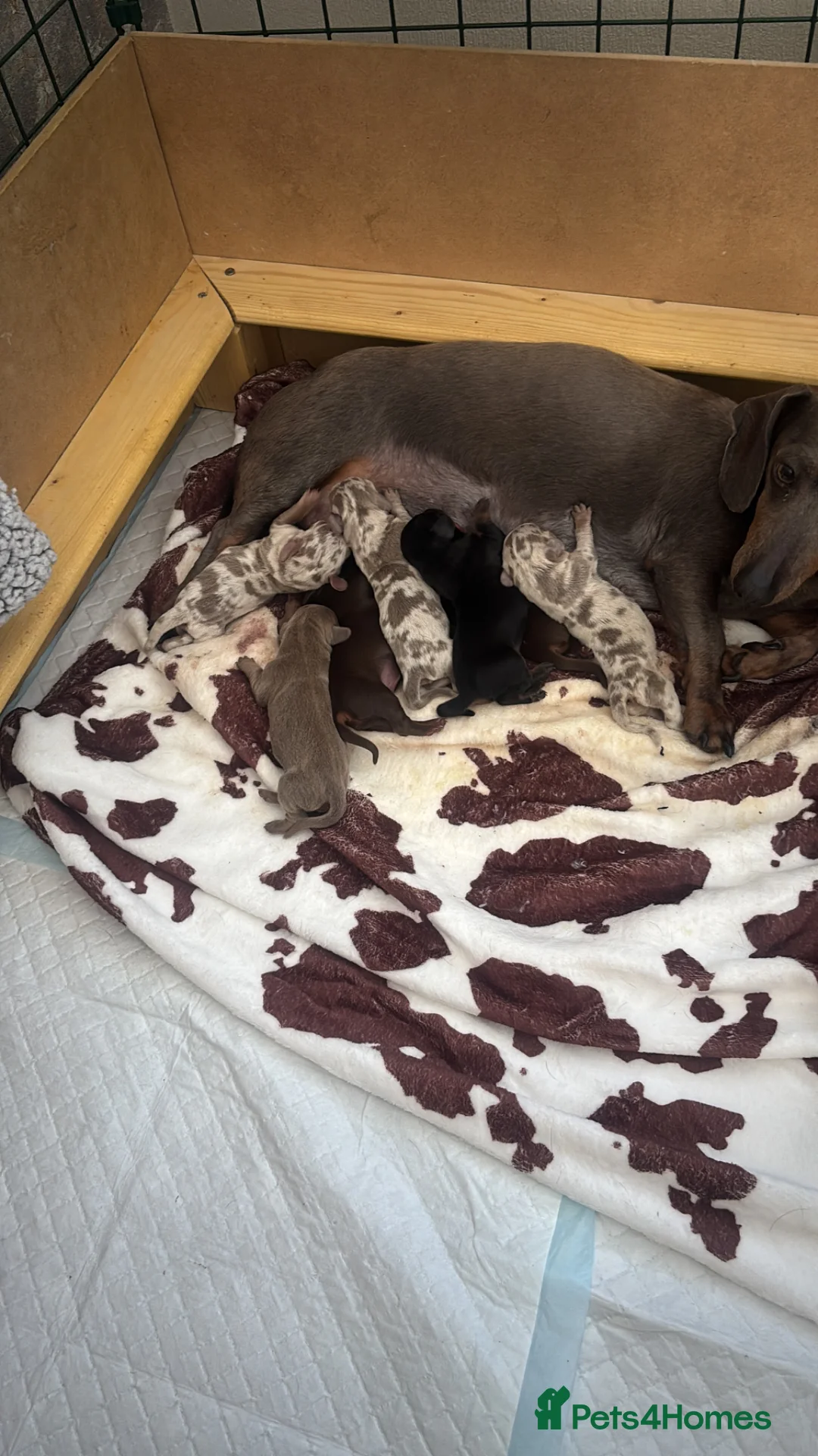 Miniature Dachshund dogs for sale: Beautiful miniature dachshund puppies Isabella  in Nottingham - Advert 2