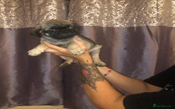Pug dogs for sale: Pug puppies - Image 7