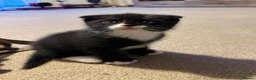 Mixed Breed cats for sale: 3 male kittens for sale  in Evesham - Advert 20