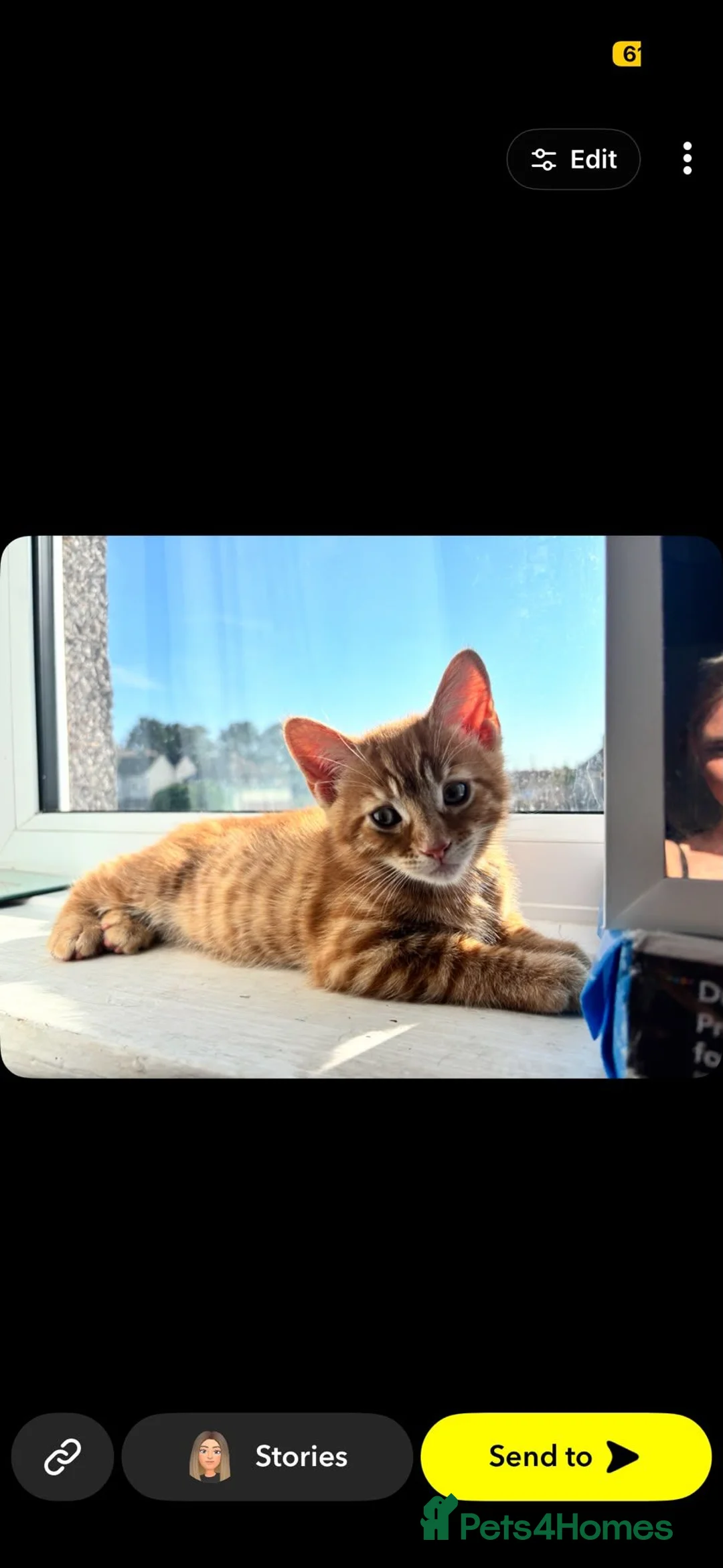 Mixed Breed cats for sale: Male ginger kitten - Advert 2